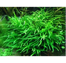 Microsorium pteropus on driftwood 5-6 "