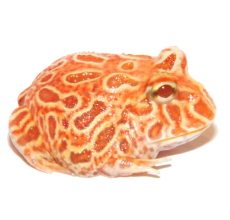 Pacman Frog (Assorted Colour) - 1pc