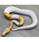 Albino dor Python