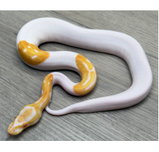 Albino dor Python