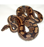 Ball Python