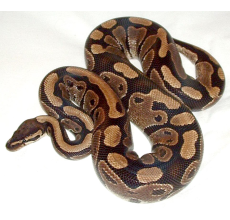 Ball Python