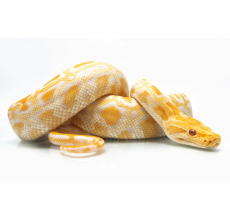 Albino dor Python