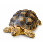 African turtle