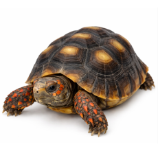 Red-Footed Tortoise