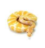 Albino Ball Python