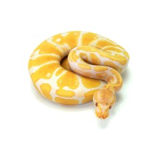 Albino Ball Python