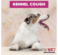 Vet Clinic Kennel Cough