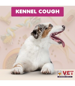 Vet Clinic Kennel Cough