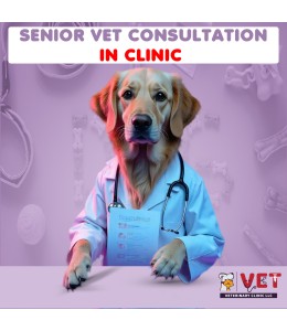 Vet Clinic SENIOR Vet Consultation ( In Clinic)