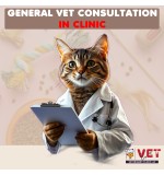 Vet Clinic GENERAL Vet Consultation ( In Clinic)