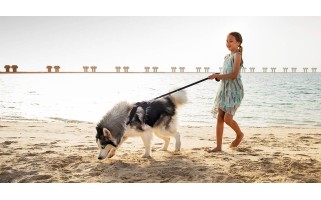 The Ultimate Guide to Pet-Friendly Communities in Dubai: 20+ Places to Live with Your Pets in the UAE