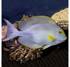 Yellow Fin Tang