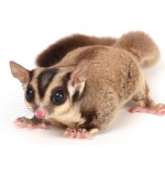 Sugar Glider