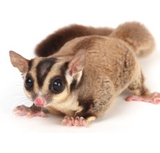 Sugar Glider