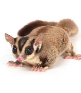 Sugar Glider