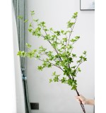 Enkianthus Perulatus (1 Bunch)