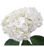 Hydrangea White Regular (5 Stems)