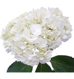 Hydrangea White Premium (5 Stems)