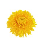 Chrysanthemum Yellow (10 Stems)
