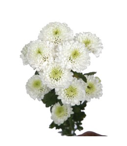 Chrysanthemum Pina Colada White (10 Stems)