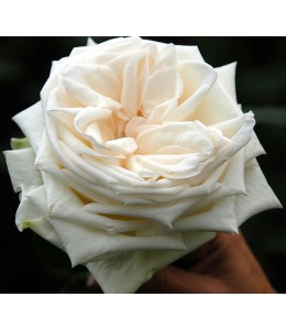 Garden Rose White O' Hara Cream (5 Stems)