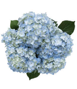 Hydrangea Dutch Blue Blue (4 Stems)