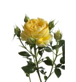 Rose Bahama (10 Stems)