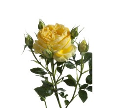Rose Bahama (10 Stems)