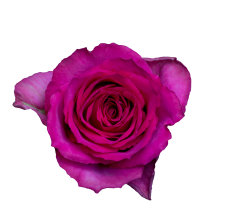 Rose Madam Cerise Pink (10 Stems)
