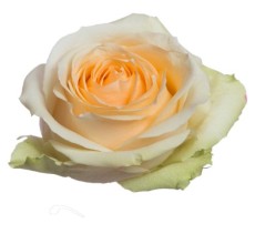 Rose Magical Avalanche Peach (10 Stems)