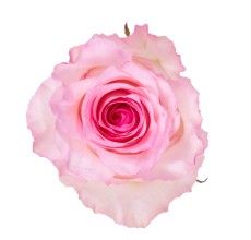 Rose Mandala Light Pink (10 Stems)