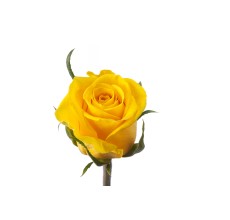 Rose Moonwalk Yellow (10 Stems)
