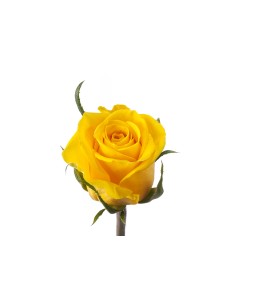 Rose Moonwalk Yellow (10 Stems)