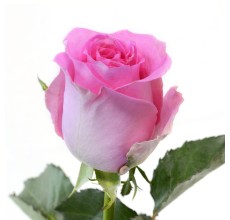 Rose Revival Pink (10 Stems)