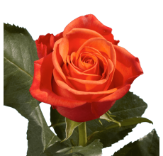 Rose Spray Babe Orange (10 Stems)