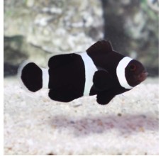 Black percula(Amphiprion ocellaris)