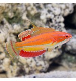 Flasher wrasse(Paracheilinus flasher)