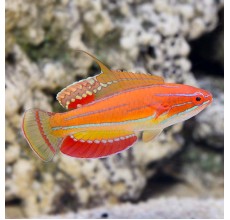 Flasher wrasse(Paracheilinus flasher)