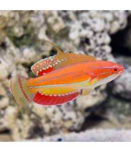 Flasher wrasse(Paracheilinus flasher)