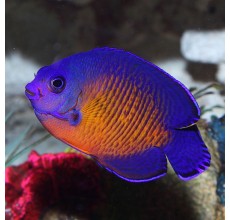 Coral Beauty Angelfish(Centropyge Bispinosa)