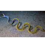 Blue ribbon eel(Rhinomuraena quaesita)