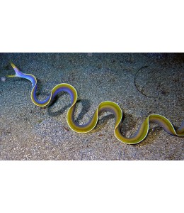 Blue ribbon eel(Rhinomuraena quaesita)