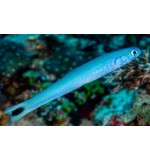 Blue Gudgeon Goby(Ptereleotris heteroptera)