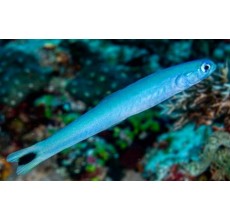 Blue Gudgeon Goby(Ptereleotris heteroptera)