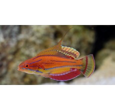 Carpenter wrasse(Paracheilinus carpenter)