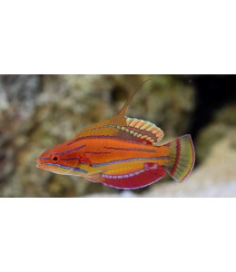 Carpenter wrasse(Paracheilinus carpenter)