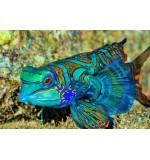 Green Mandarin Blenny(Pteroshynchiropus spendidus)