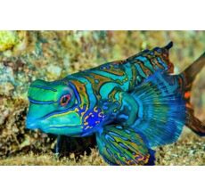 Green Mandarin Blenny(Pteroshynchiropus spendidus)