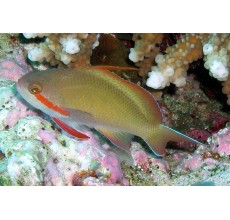 Green Anthias(Huchtii Anthias)